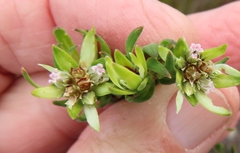 Euchaetis longibracteata