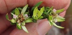 Euchaetis longibracteata