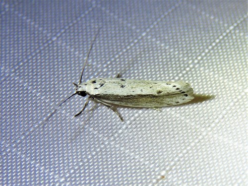 Ethmia mirusella photo 2