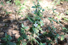 Barleria ventricosa