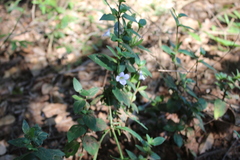 Barleria ventricosa