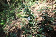 Barleria ventricosa