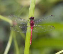 Diplacodes bipunctata