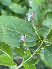 Aeollanthus neglectus