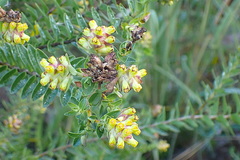 Penaea cneorum gigantea