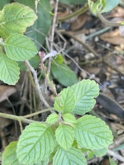 Aeollanthus neglectus