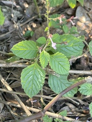 Aeollanthus neglectus