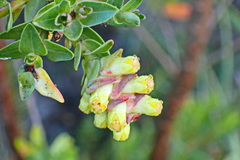 Penaea cneorum gigantea