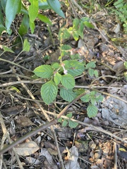 Aeollanthus neglectus