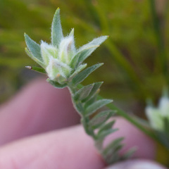Amphithalea tomentosa
