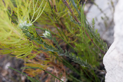 Amphithalea tomentosa