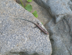 Emoia cyanura