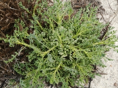 Senecio elegans