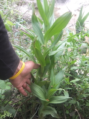 Epipactis veratrifolia