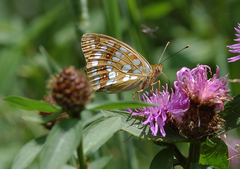 Argynnis adippe
