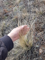 Festuca sibirica