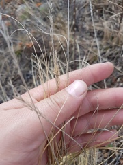 Festuca sibirica