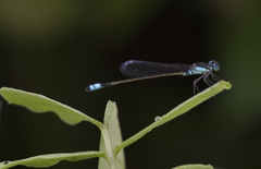 Ischnura heterosticta