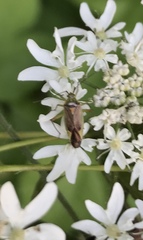 Closterotomus trivialis