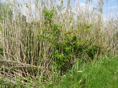 Prunus persica persica