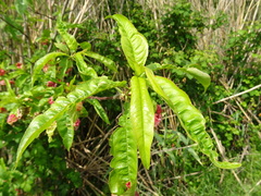 Prunus persica persica