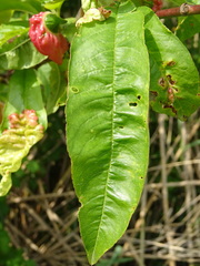 Prunus persica persica