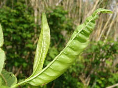 Prunus persica persica