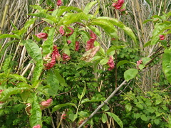 Prunus persica persica