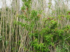 Prunus persica persica