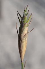 Ehrharta villosa