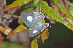Hypolycaena phorbas