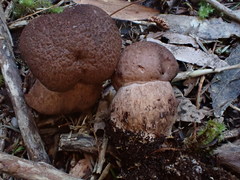 Tylopilus brunneus