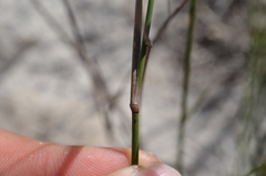Ehrharta villosa