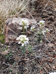 Noccaea cochleariformis