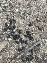 Naemorhedus caudatus