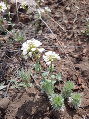 Noccaea cochleariformis