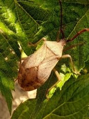 Homoeocerus dilatatus