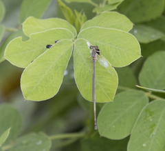 Melanesobasis flavilabris