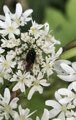 Closterotomus trivialis