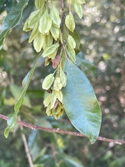 Pteleopsis myrtifolia