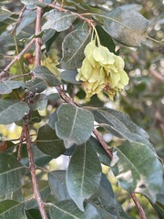 Pteleopsis myrtifolia