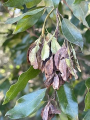 Pteleopsis myrtifolia