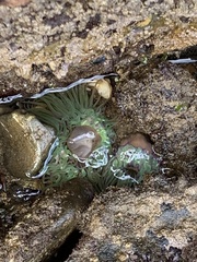 Anemonia viridis