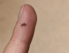 Collops quadrimaculatus