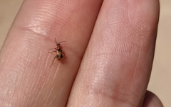 Collops quadrimaculatus