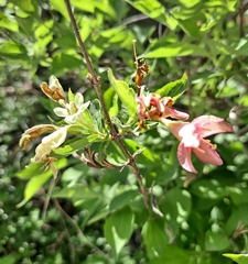 Weigela subsessilis
