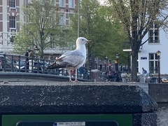Larus argentatus