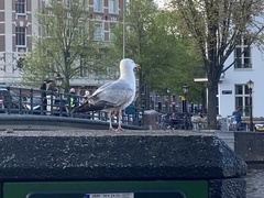 Larus argentatus