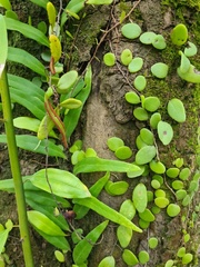 Lemmaphyllum microphyllum