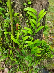 Lemmaphyllum microphyllum